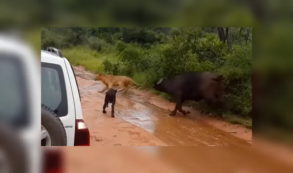 Búfalo bebé es rescatado por su madre luego de que un feroz león intentara devorarlo [VIDEO] 