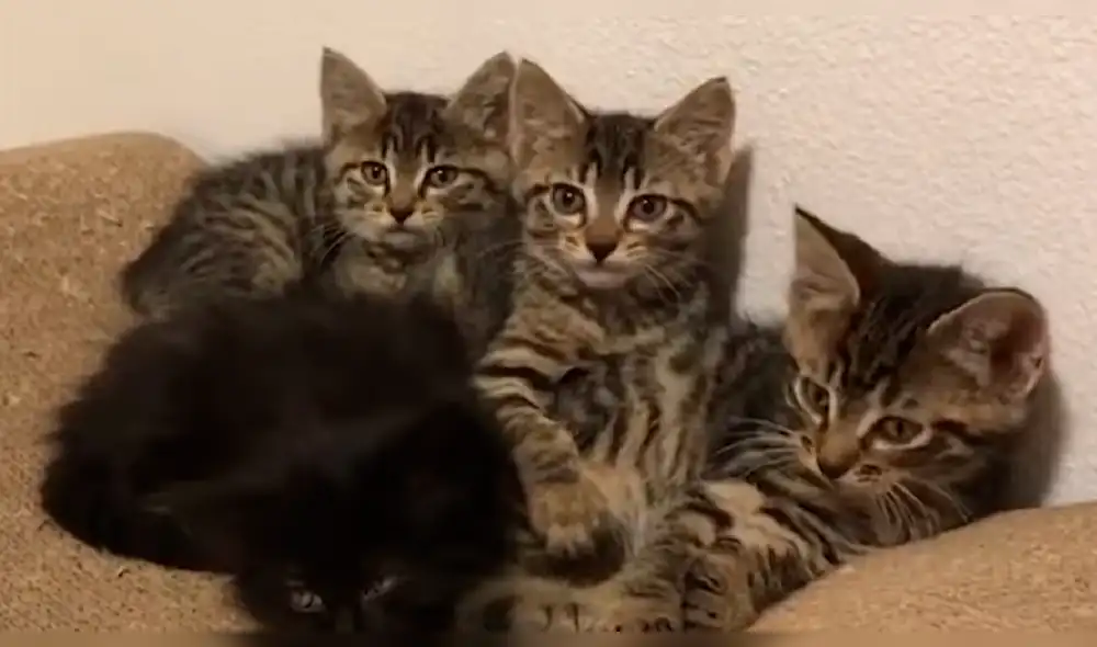 Facebook: gatitos realizan peculiar "truco" y los usuarios mueren de ternura [VIDEO]