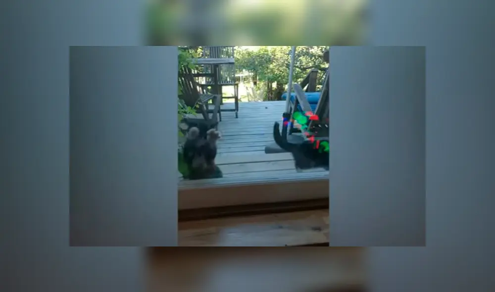 En Facebook, un gato arañó la mampara corrediza de su casa para suplicar perdón a su dueña tras escapar. En Facebook, un gato arañó la mampara corrediza de su casa para suplicar perdón a su dueña tras escapar.