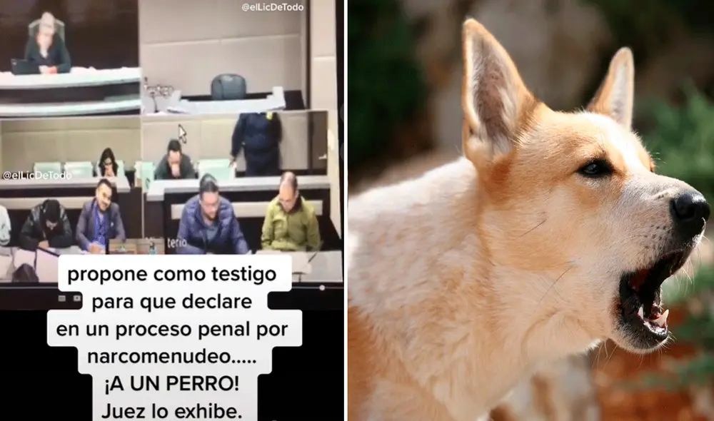 El video ya ha logrado más de 2 millones de reproducciones. Foto: composición LR/captura de TikTok/@Ellicdetodo