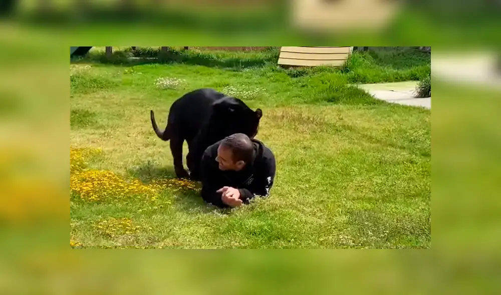 Desliza hacia la izquierda las imágenes que muestran el momento en que el feroz depredador ataca a su cuidador. Imágenes son virales en YouTube.