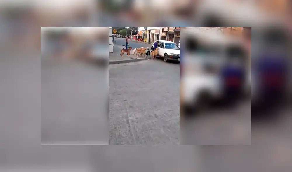 Video es viral en Facebook. La mujer se ganó los aplausos de miles de personas, luego de que adoptara a estos 8 perros que entraron de forma muy ordenada al taxi. Foto: Captura. Video es viral en Facebook. La mujer se ganó los aplausos de miles de personas, luego de que adoptara a estos 8 perros que entraron de forma muy ordenada al taxi. Foto: Captura.