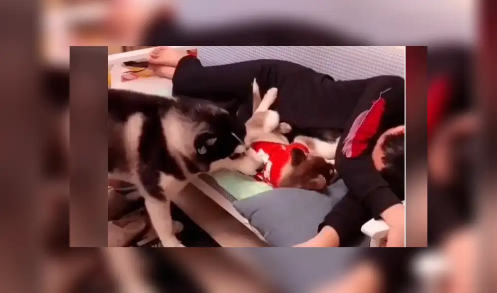 Facebook viral: perro encuentra a su dueño junto a otra mascota y hace esto por celos [VIDEO]