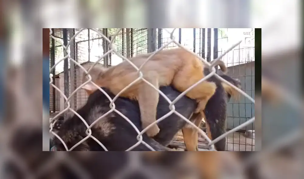 Video es viral en Facebook. Ambos animales han conmovido a miles de internautas por su increíble vínculo de amistad
