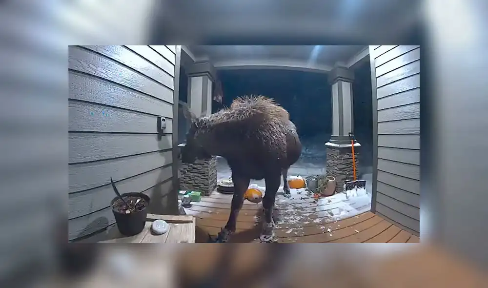 Facebook: Cámaras de seguridad captan a un alce “ladrón” de plantas [VIDEO]