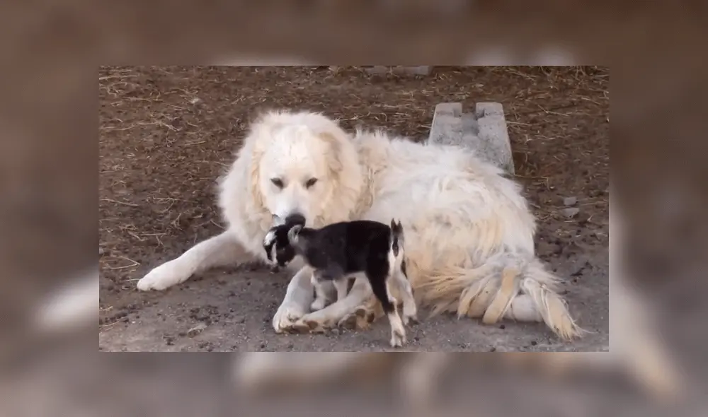 Perrito juega con cabras bebés