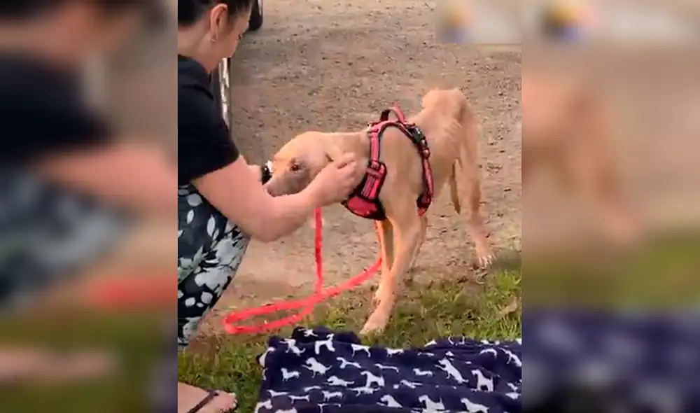 Desliza las imágenes para ver la tierna reacción de Grace al ser rescatada de la calle. Foto: Facebook Desliza las imágenes para ver la tierna reacción de Grace al ser rescatada de la calle. Foto: Facebook