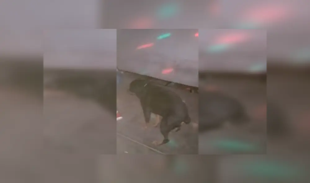 Facebook viral: Perro es sorprendido bailando reggaetón en plena fiesta y su estilo sorprende [VIDEO]