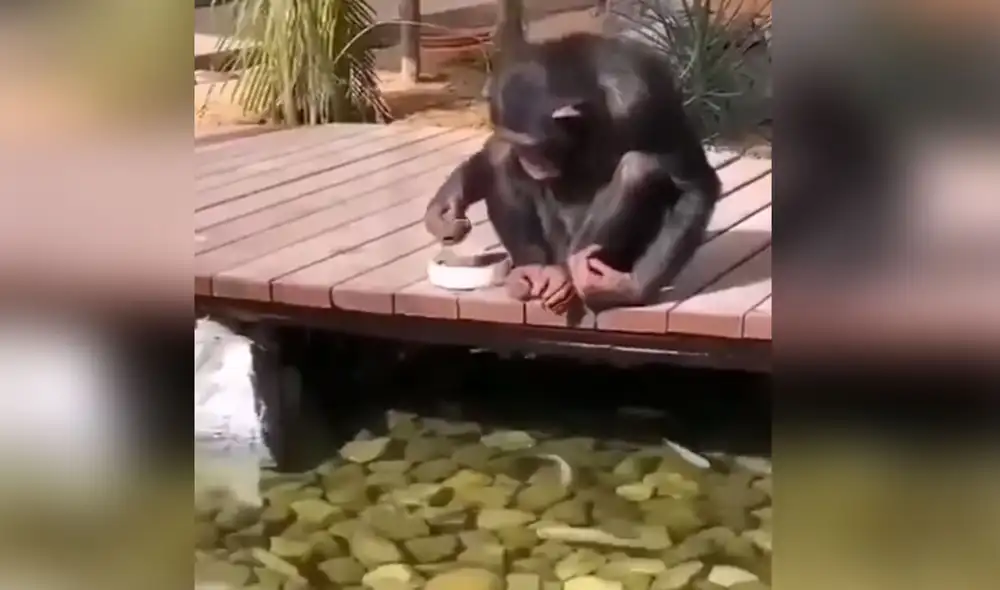 Desliza las imágenes para ver más detalles de esta conmovedora escena entre un mono y sus 'amigos', los peces. Foto: captura de YouTube
