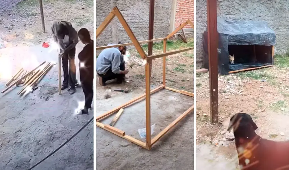 Desliza las imágenes para conocer el noble gesto de una pareja tras acoger en casa a unos tres perros callejeros. Foto: captura de TikTok