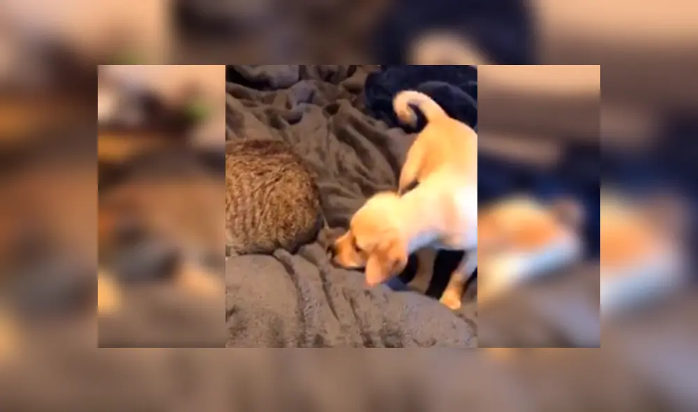 Desliza las imágenes para observar la inesperada reacción de un gato para evitar jugar con un travieso cachorro.