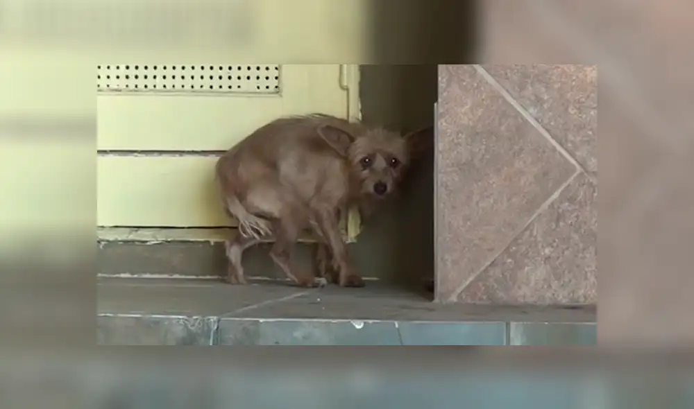Reacción de Perrita rescatada en California causa conmoción en redes sociales. Créditos: Captura Reacción de Perrita rescatada en California causa conmoción en redes sociales. Créditos: Captura