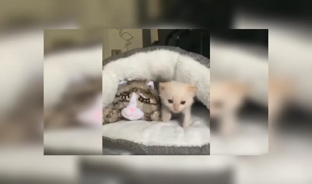 Desliza las imágenes para apreciar el noble gesto de una joven tras acoger a un indefenso gato en deplorables condiciones. Fotocaptura: Facebook.