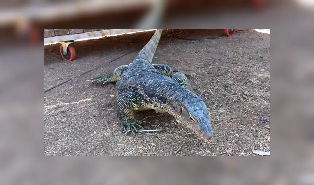 Un video muestra el momento en el que enorme reptil devora a un pequeño cerdo.