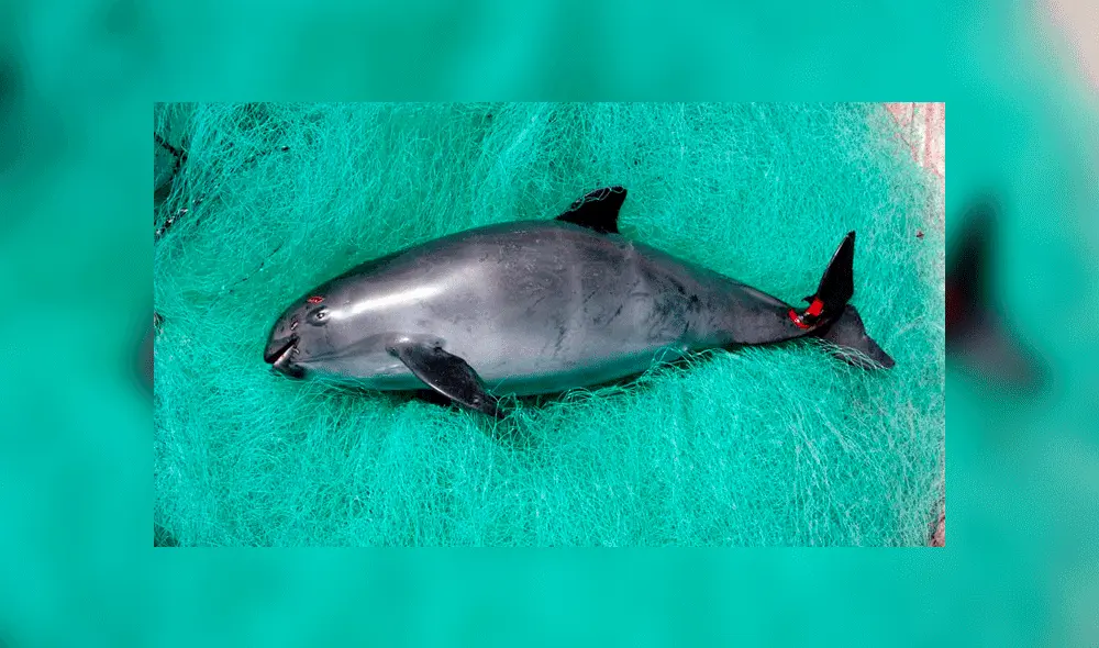 Ante peligro de extinción buscarán clonar a la vaquita marina
