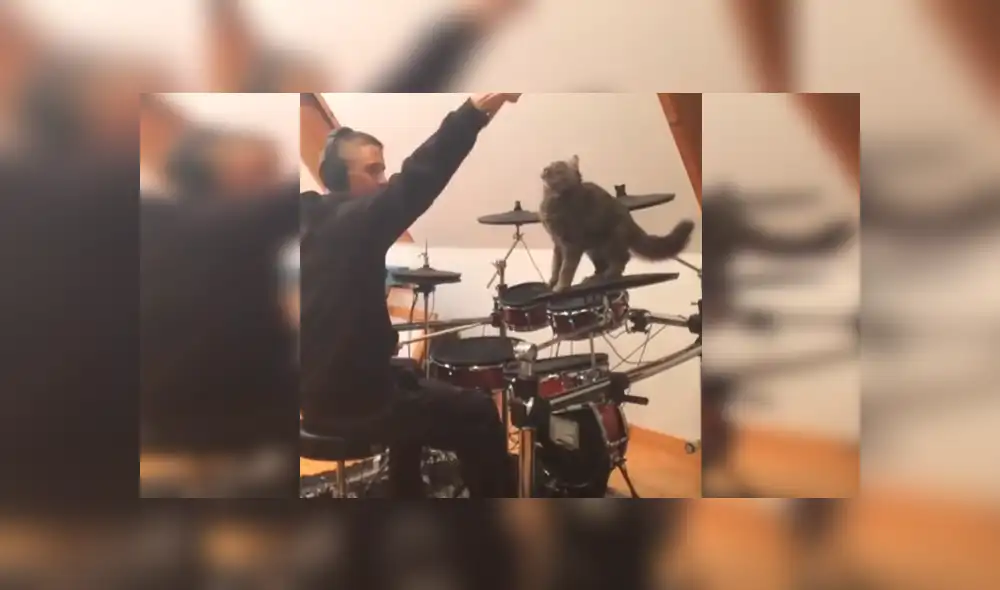 En Facebook, un travieso gato no tuvo mejor idea que molestar a su dueño mientras tocaba batería. En Facebook, un travieso gato no tuvo mejor idea que molestar a su dueño mientras tocaba batería.