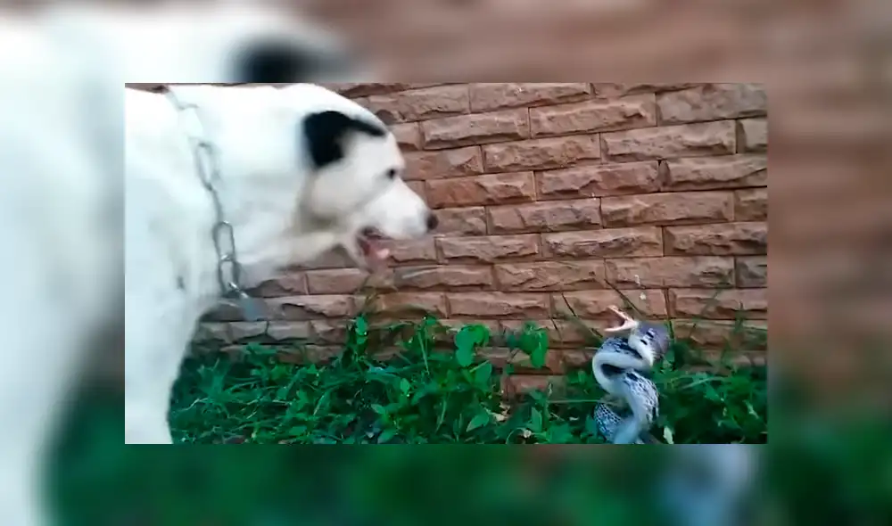 Facebook viral: perro callejero enfurece a serpiente venenosa con ladridos y sucede algo brutal [VIDEO] 