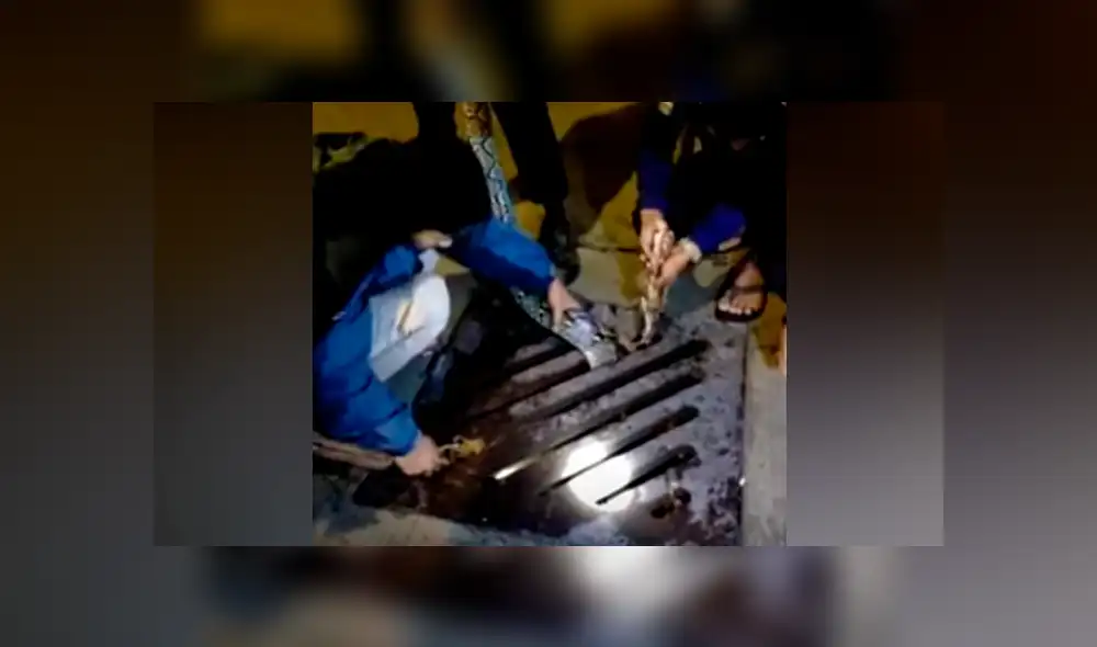 Desliza hacia la izquierda para ver el rescate de la serpiente pitón que se volvió viral en Facebook. Desliza hacia la izquierda para ver el rescate de la serpiente pitón que se volvió viral en Facebook.