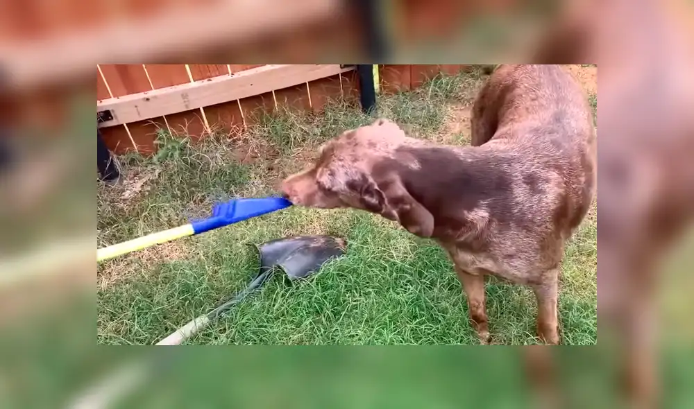 Facebook: Perro hace travesura y tiene extraña reacción cuando su dueño se entera