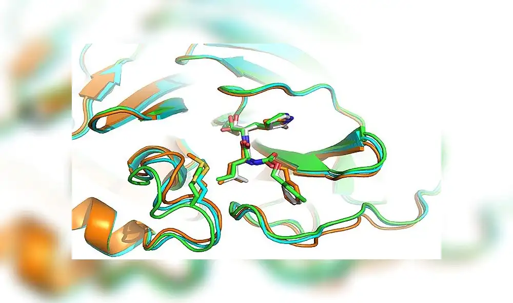 El GC-376 ahora genera interés como posible inhibidor del coronavirus SARS-CoV-2. Imagen: Yu Chen (Universidad del Sur de Florida) El GC-376 ahora genera interés como posible inhibidor del coronavirus SARS-CoV-2. Imagen: Yu Chen (Universidad del Sur de Florida)