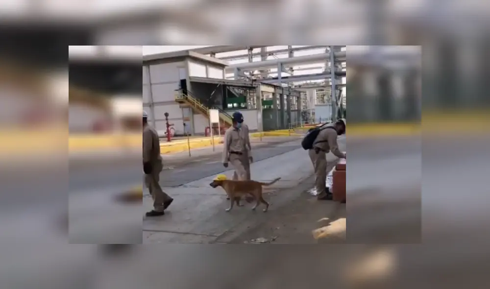 Desliza las imágenes para conocer la noble acción de unos ingenieros al integrar en su equipo a un perro. Fotocaptura: Facebook.