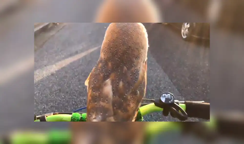 En Facebook, una lechuza fue captada dando un singular paseo en bicicleta y un detalle llamó la atención. En Facebook, una lechuza fue captada dando un singular paseo en bicicleta y un detalle llamó la atención.