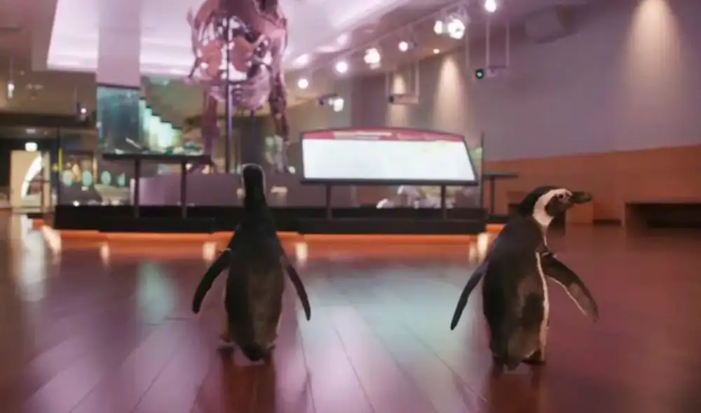 Pareja de pingüinos son captados de paseo en un museo en Chicago. Foto: Youtube Pareja de pingüinos son captados de paseo en un museo en Chicago. Foto: Youtube
