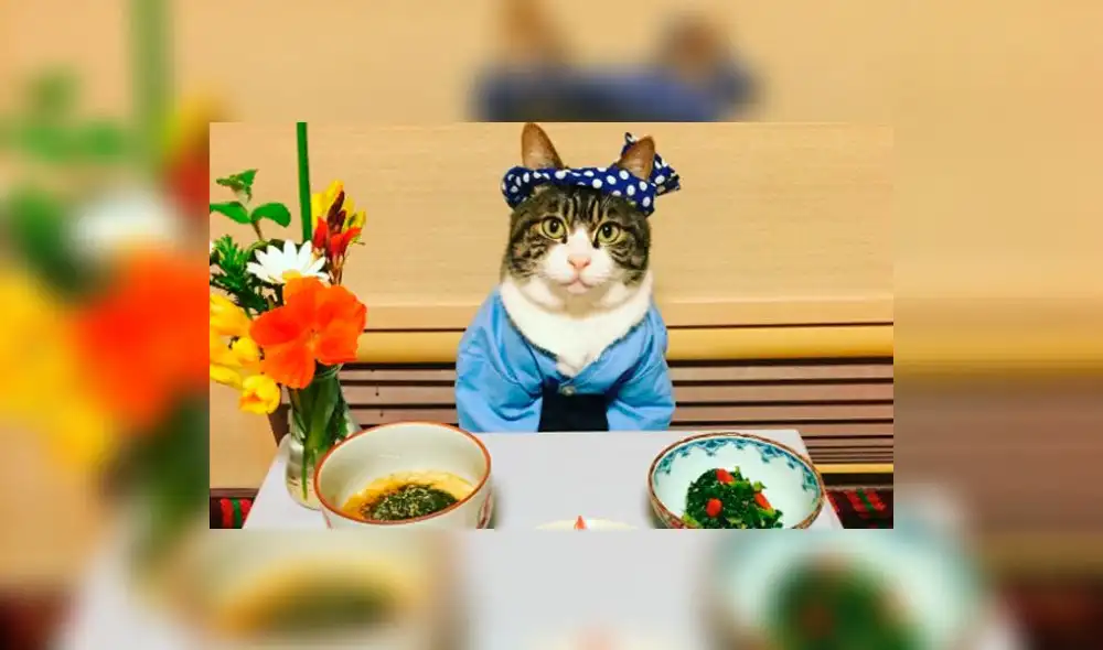 Instagram: Maro, el gato chef que enseña sobre comida japonesa en la red 