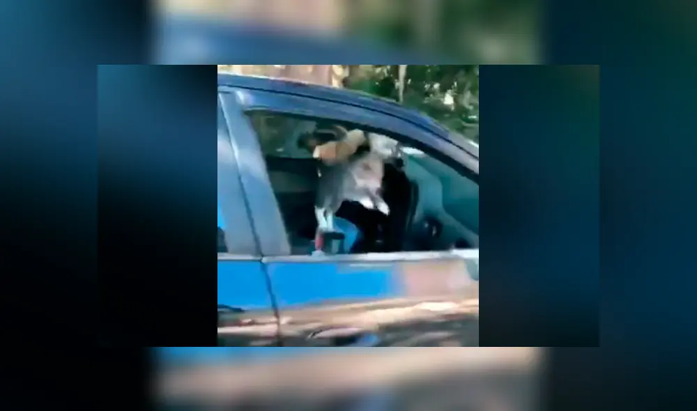 El joven jamás imaginó que en pocos minutos su auto sería invadido por varios de felinos. Foto: captura.