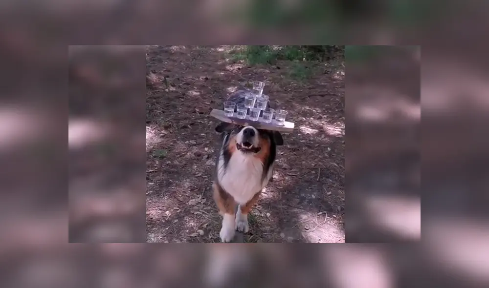 En Facebook, un joven entrenó a su perro para que pueda sostener con una tabla varias copas de agua.