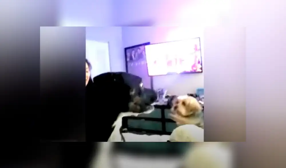 Desliza las imágenes para apreciar en furioso comportamiento de un perro en contra de su ‘amigo’. Desliza las imágenes para apreciar en furioso comportamiento de un perro en contra de su ‘amigo’.