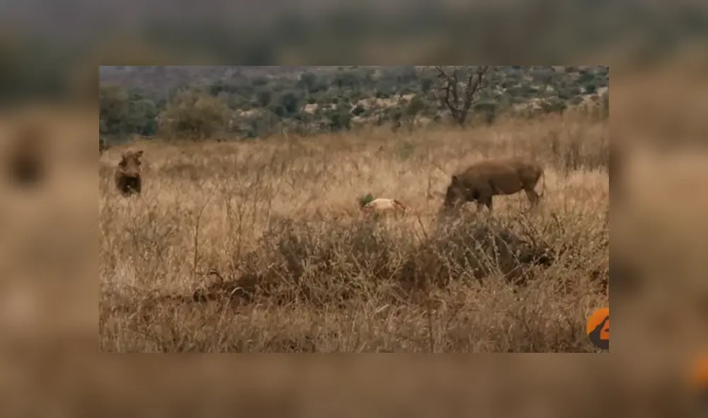 Desliza hacia la izquierda para ver las imágenes del viral de YouTube. Foto:
Kruger Sightings. Desliza hacia la izquierda para ver las imágenes del viral de YouTube. Foto:
Kruger Sightings.