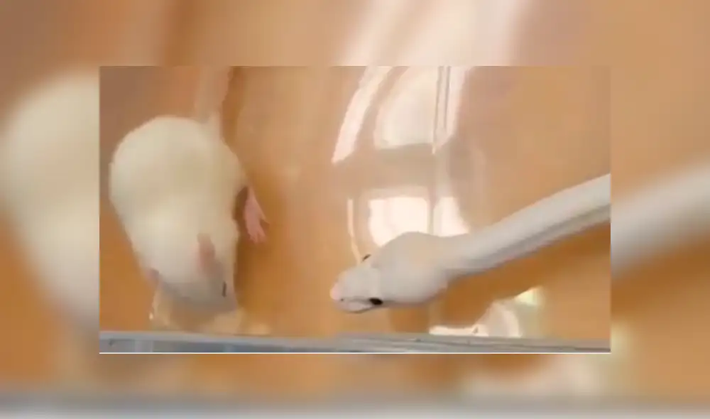 La rata blanca empezó a rascarse la cabeza mientras la depredadora se le acercó. Foto: captura La rata blanca empezó a rascarse la cabeza mientras la depredadora se le acercó. Foto: captura