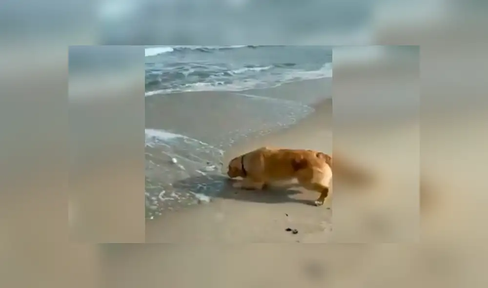 Desliza hacia la izquierda para ver más del video viral. Fotocaptura: Twitter