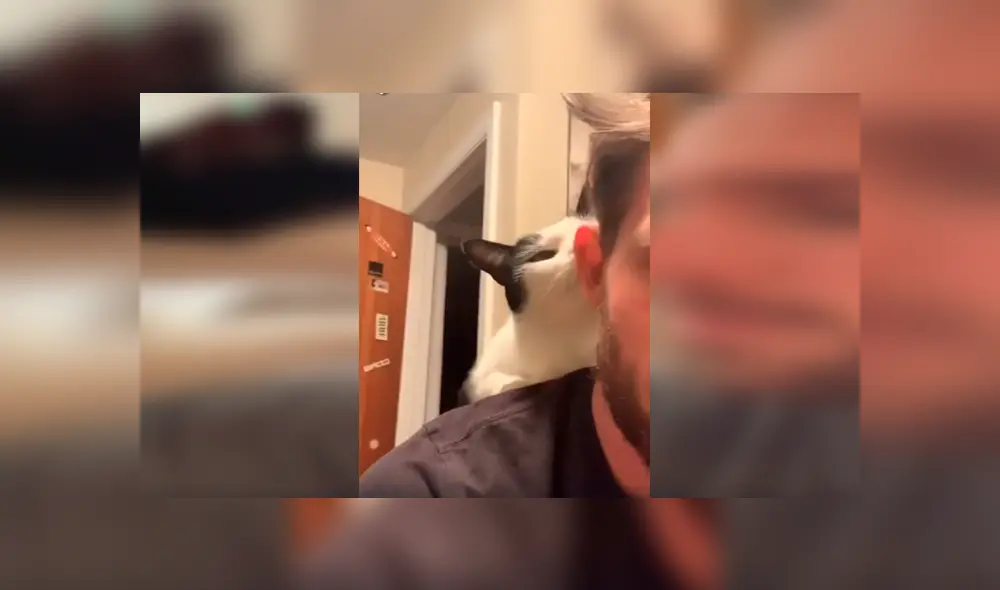 Desliza las imágenes hacia la izquierda para observar los tiernos gestos de un gato para agradecer a su nuevo dueño.