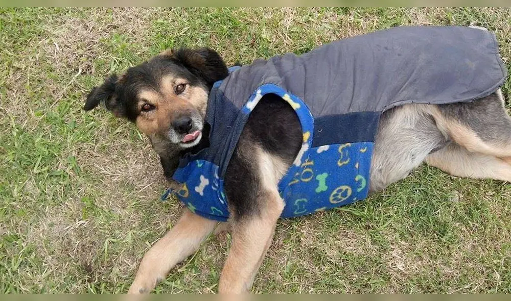 Pancho Cavero reveló que está al cuidado de 'Perrovaca' [FOTOS] 