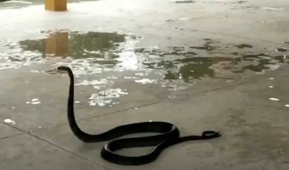 Desliza hacia la izquierda para ver las imágenes del video viral. Foto: Captura de YouTube Desliza hacia la izquierda para ver las imágenes del video viral. Foto: Captura de YouTube