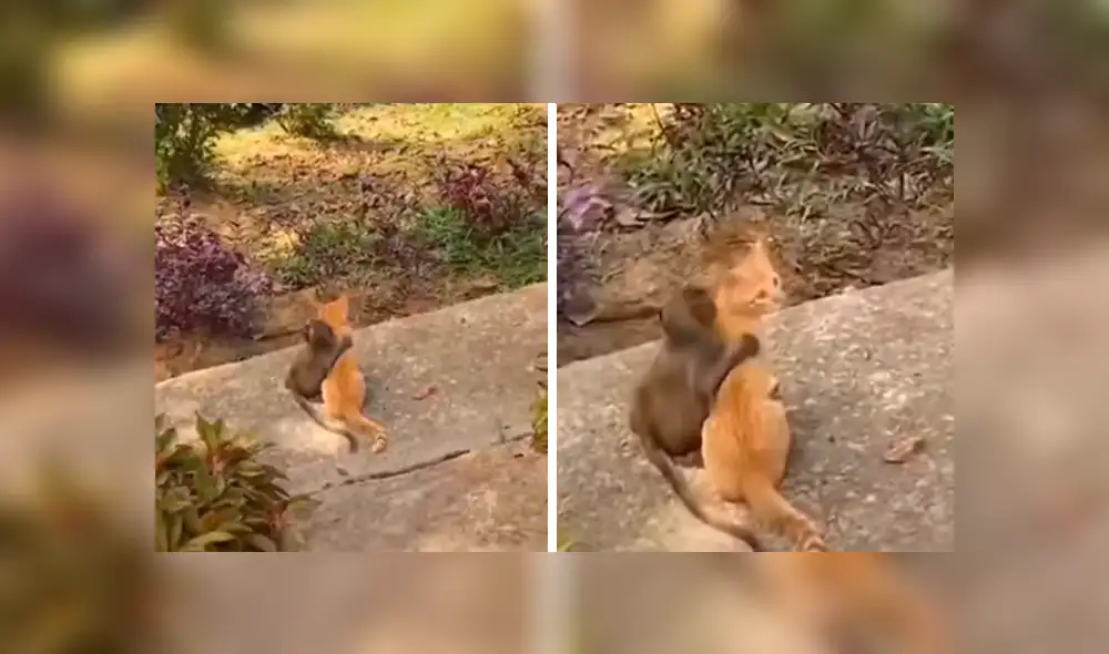 En Facebook, un chico estaba preocupado al no encontrar a su gato y se llevó tremenda sorpresa. En Facebook, un chico estaba preocupado al no encontrar a su gato y se llevó tremenda sorpresa.