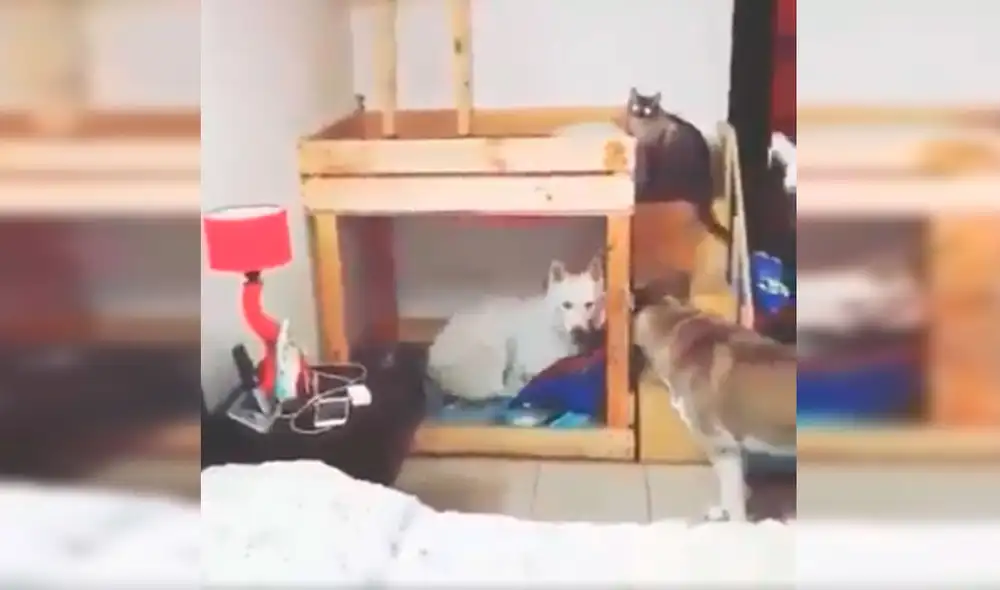 Desliza las imágenes para apreciar la buena conducta de unos perros junto a un gato al obedecer a su dueño. Fotocaptura: Facebook. Desliza las imágenes para apreciar la buena conducta de unos perros junto a un gato al obedecer a su dueño. Fotocaptura: Facebook.