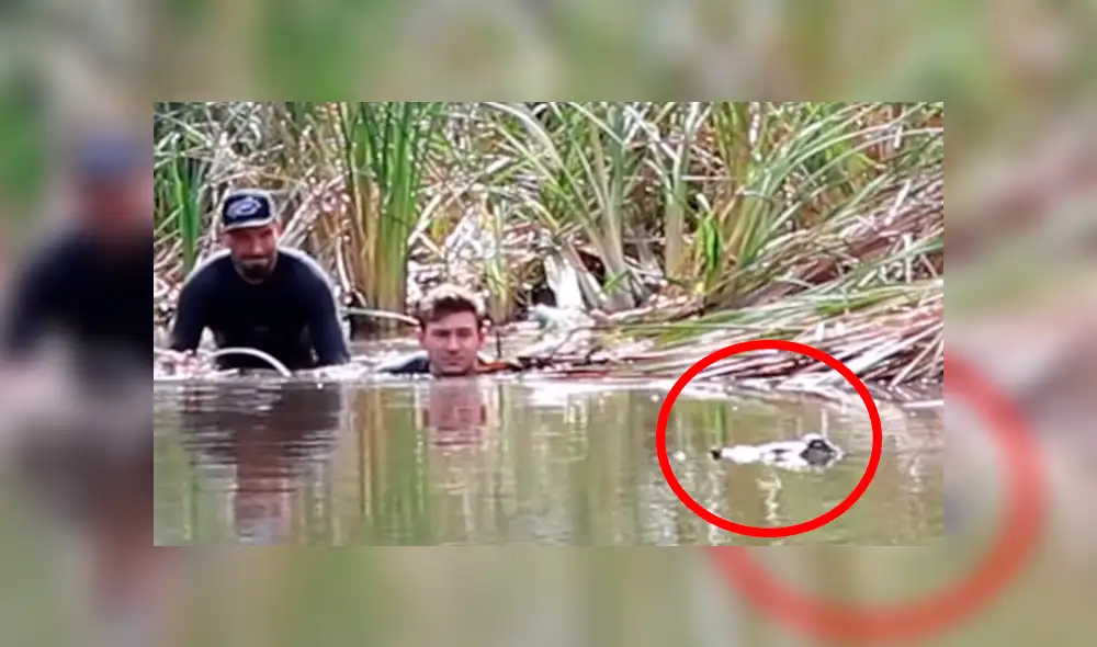 Dos jóvenes quedaron cara a cara con un enorme cocodrilo.