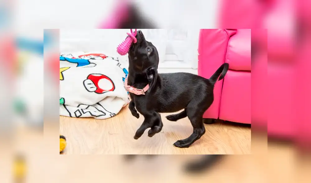 Rechazaron a perro que nació con seis patas y ahora el animal ayuda a un adolescente [VIDEO]