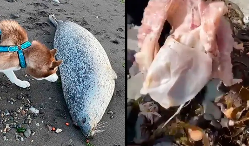 En la costa de la península rusa de Kamchatka se halló cadáveres de focas, pulpos y erizos de mar. Foto: Composición / Snowave
