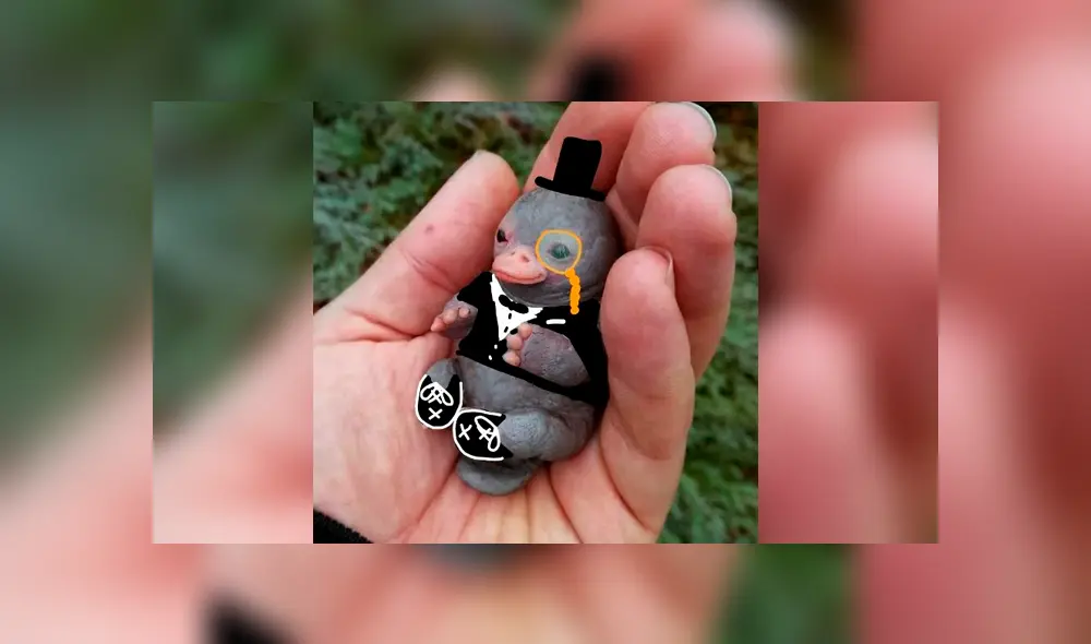 Desliza para ver los detalles del ornitorrinco bebé que engañó a todos en Facebook. Foto: Captura. Desliza para ver los detalles del ornitorrinco bebé que engañó a todos en Facebook. Foto: Captura.