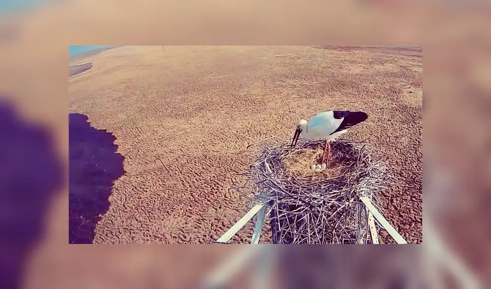 Youtube viral: Cigüeña se rehúsa a abandonar nido de sus crías pese a abrazador incendio [VIDEO]