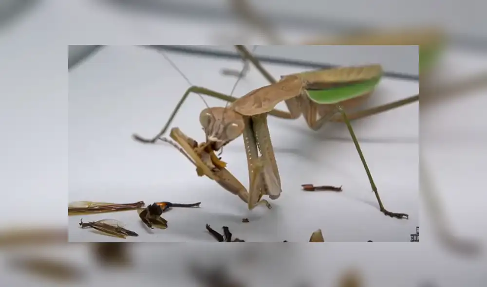 Desliza para ver los detalles del video viral publicado en YouTube. Foto: Captura. Desliza para ver los detalles del video viral publicado en YouTube. Foto: Captura.