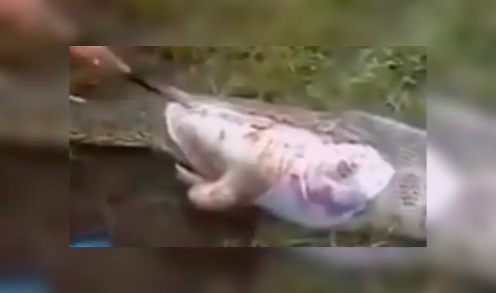 YouTube viral: cercenan el cuerpo de serpiente y encuentran increíble criatura dentro [VIDEO]
