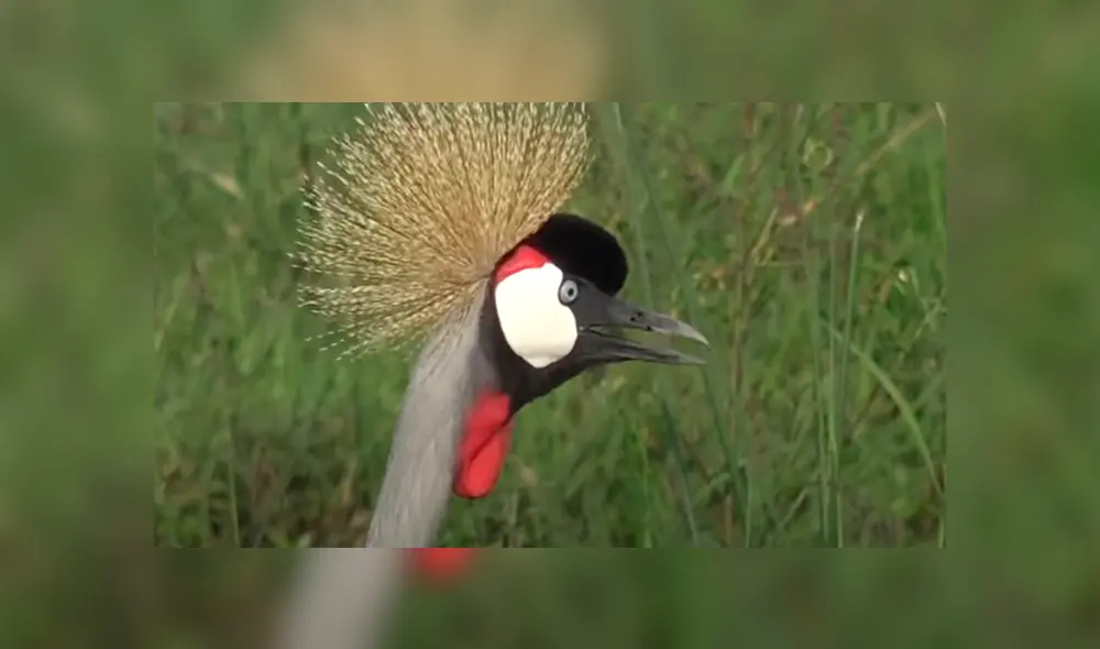 Desliza la imagen de YouTube para ver todas las fotos.