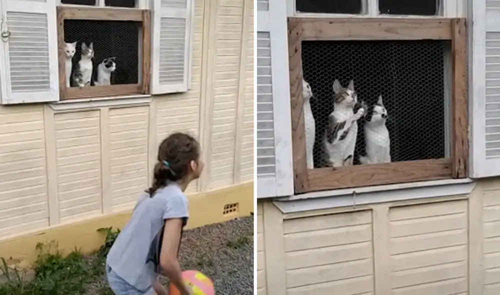 El trío de gatos tuvo una hilarante reacción al ver cómo el balón iba de un lugar a otro. Foto: YouTube