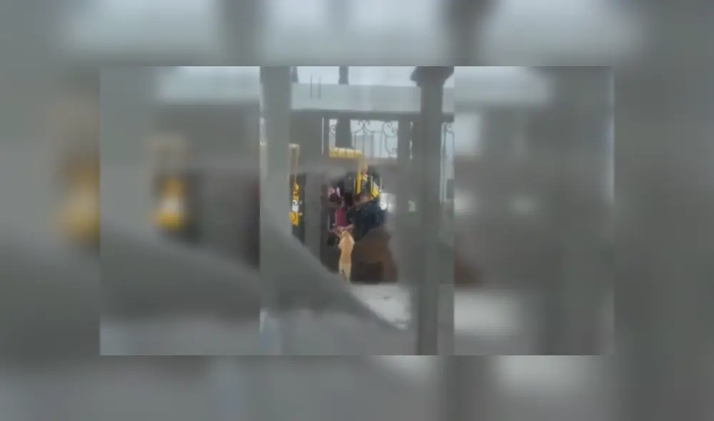 Desliza las imágenes hacia la izquierda para conocer la triste de un perro que espera paciente a los niños. Foto: Captura.