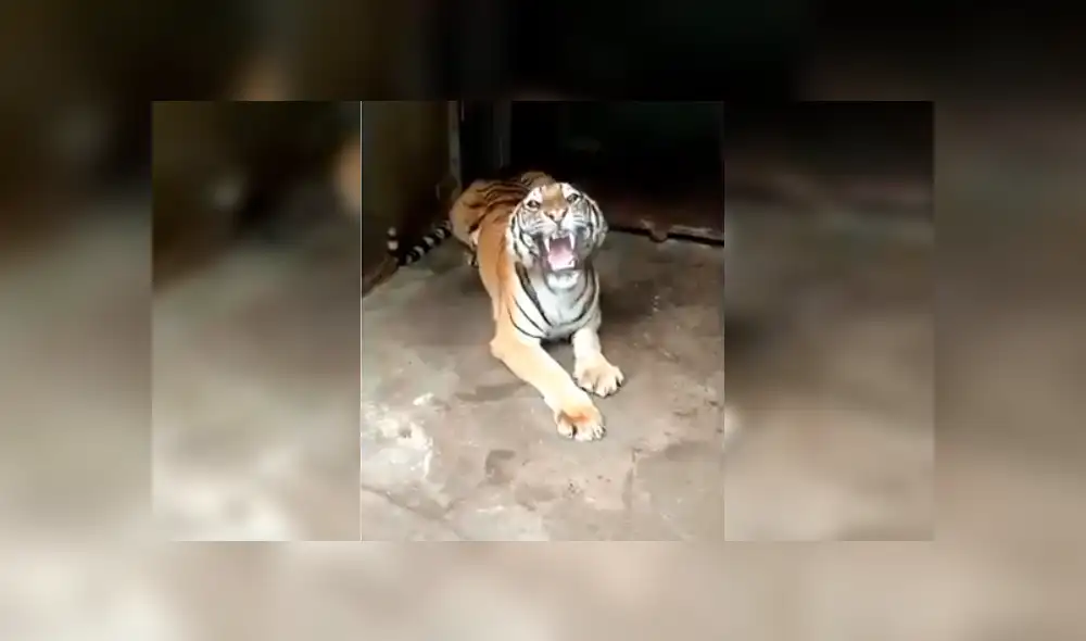 Turista hace enfurecer a enorme tigre que saca las garras para devorarlo. Turista hace enfurecer a enorme tigre que saca las garras para devorarlo.